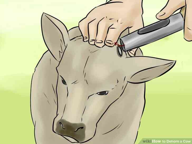 Image intitulée Écorner une Vache à l